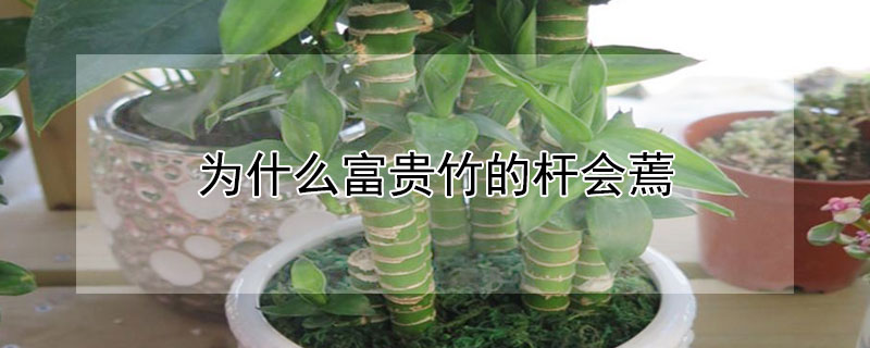 为什么富贵竹的杆会蔫（富贵竹杆子萎缩的原因）