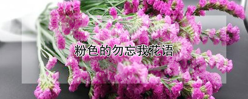 粉色的勿忘我花语（粉色的勿忘我花语是什么花）