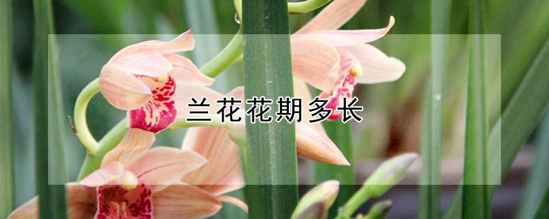 兰花花期多长 兰花花期多长时间一年几次