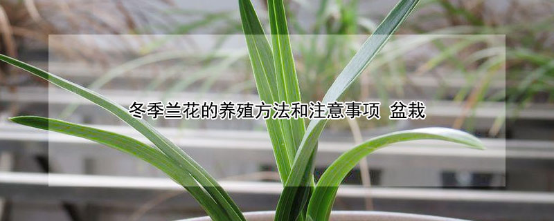 冬季兰花的养殖方法和注意事项（冬季兰花的养殖方法和注意事项视频）