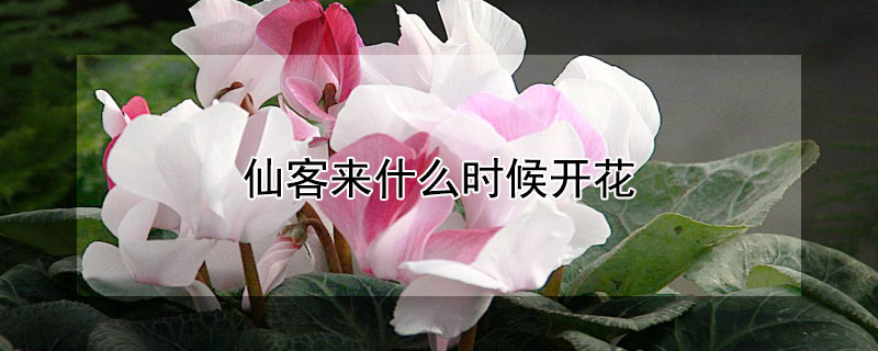 仙客来什么时候开花 仙客来什么时候开花?