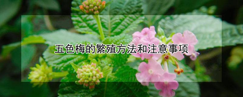 五色梅的繁殖方法和注意事项（五色梅繁殖方式）