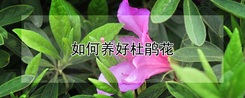 如何养好杜鹃花 如何养好杜鹃花根