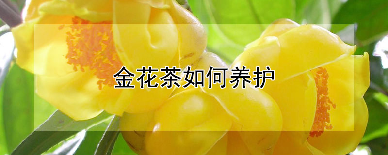 金花茶如何养护 金花茶如何养护和管理