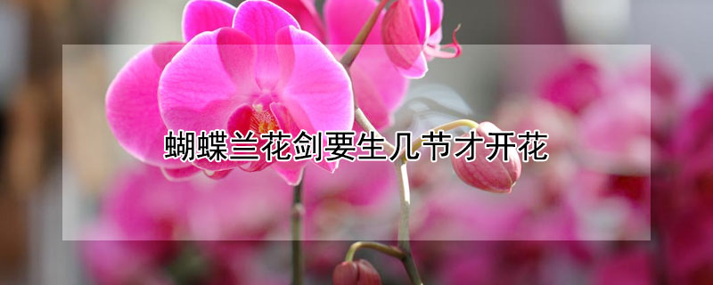 蝴蝶兰花剑要生几节才开花（蝴蝶兰花剑要生几节才开花呢）