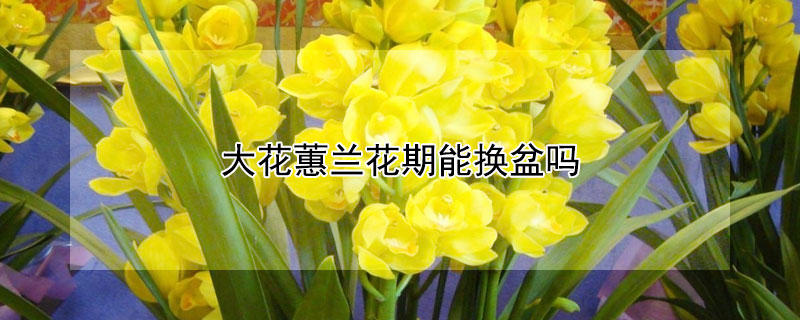 大花蕙兰花期能换盆吗（大花蕙兰花期能换盆吗视频）