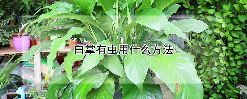 白掌有虫用什么方法 白掌长虫子了怎么办