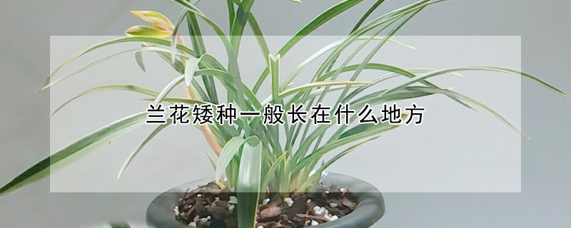兰花矮种一般长在什么地方（兰花矮种有哪些）