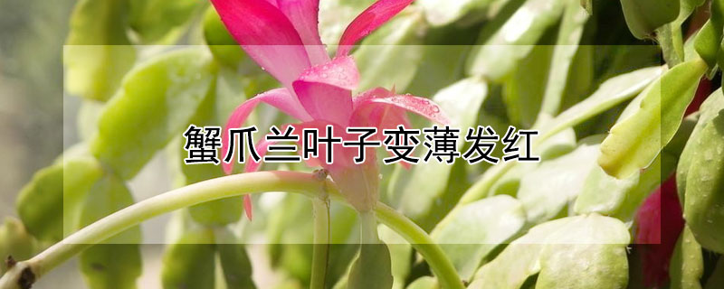 蟹爪兰叶子变薄发红（蟹爪兰叶子变薄发红需要什么肥）