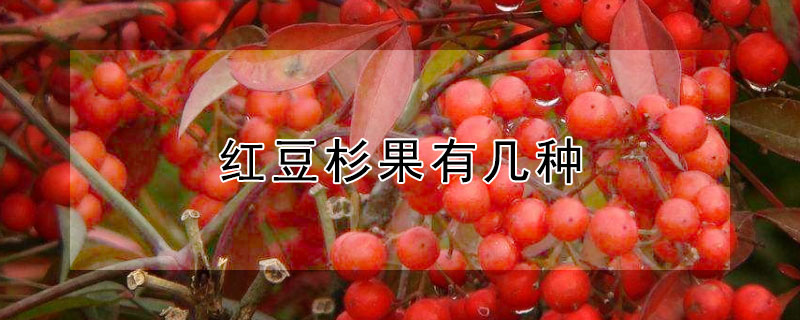 红豆杉果有几种（红豆杉果有几种颜色）