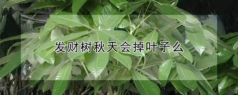 发财树秋天会掉叶子么（发财树秋天会掉叶子么）