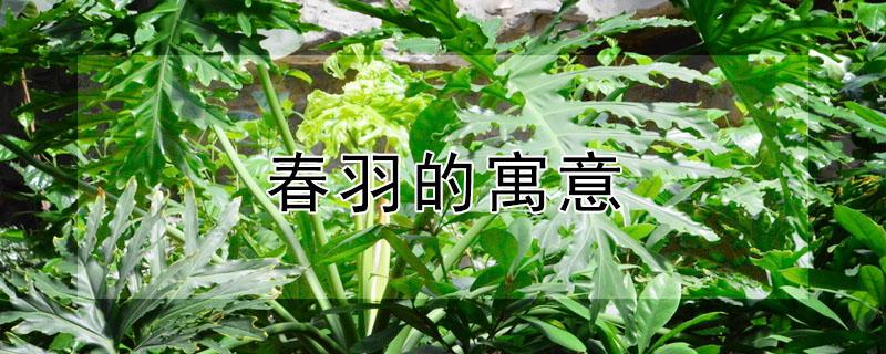 春羽的寓意（黄金春羽的寓意）