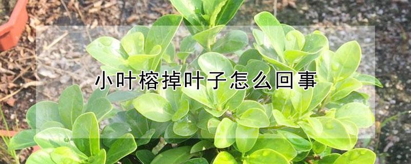小叶榕掉叶子怎么回事（小叶榕掉叶子怎么回事图片）