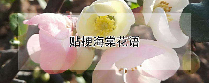 贴梗海棠花语（贴梗海棠花语是什么）