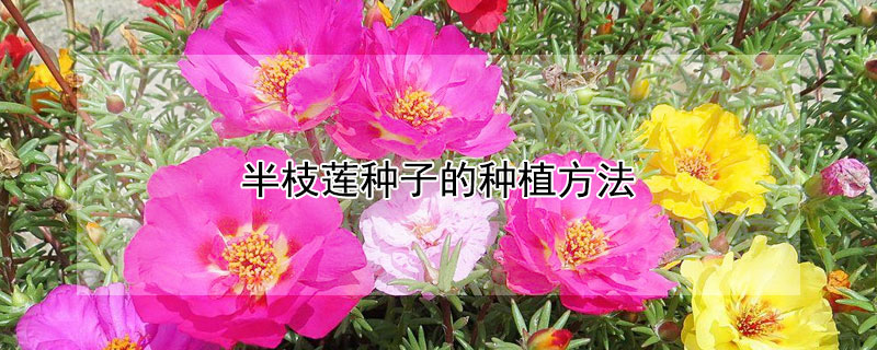 半枝莲种子的种植方法 半枝莲种子的种植方法和时间