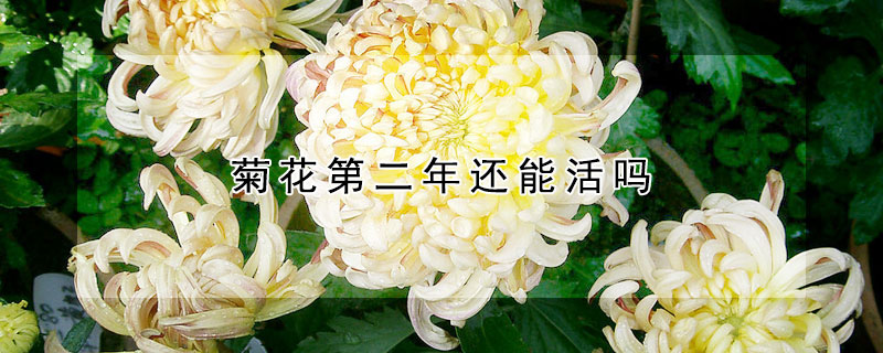 菊花第二年还能活吗（家里千万不能养菊花）