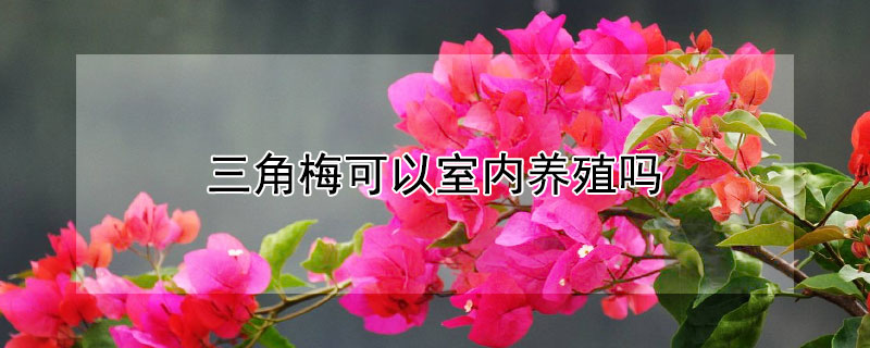 三角梅可以室内养殖吗 三角梅适不适合在室内养