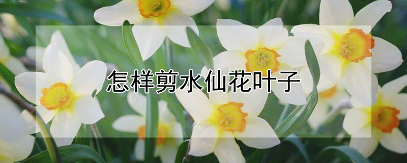 怎样剪水仙花叶子（怎样剪水仙花叶子视频）