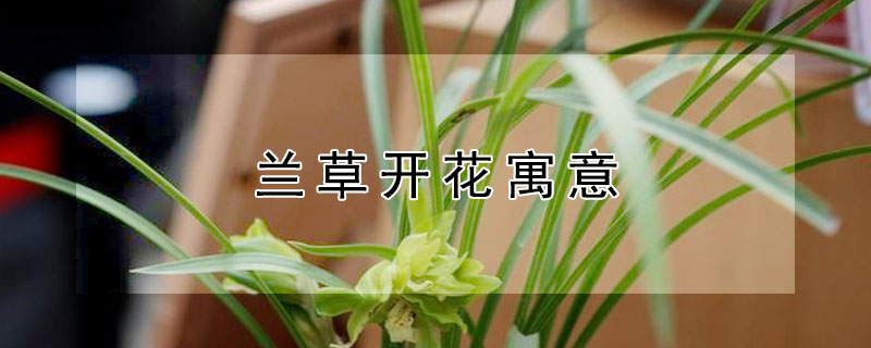 兰草开花寓意 兰草花开花