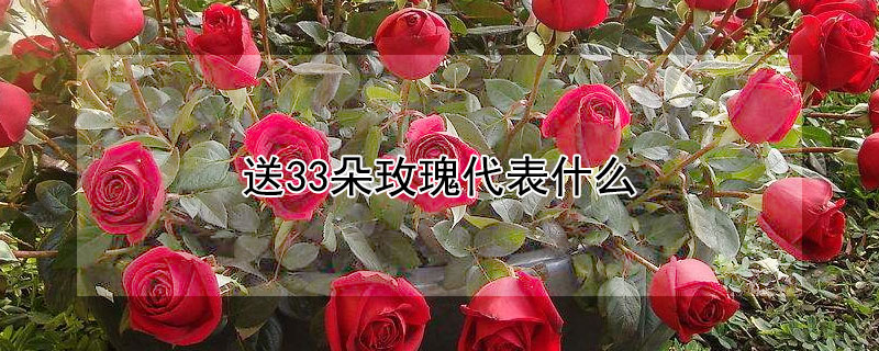 送33朵玫瑰代表什么（送33朵玫瑰花的含义）