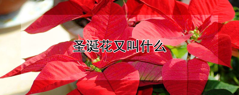 圣诞花又叫什么 圣诞花叫什么名字