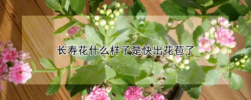 长寿花什么样子是快出花苞了（长寿花什么样子是快出花苞了呀）