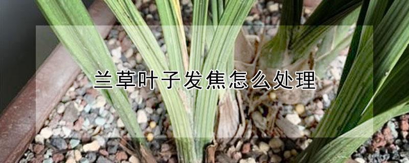 兰草叶子发焦怎么处理 兰草叶子发焦怎么处理视频