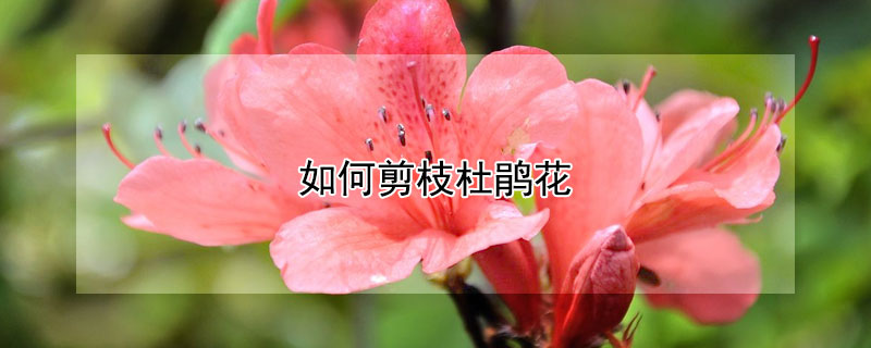如何剪枝杜鹃花 如何剪枝杜鹃花视频