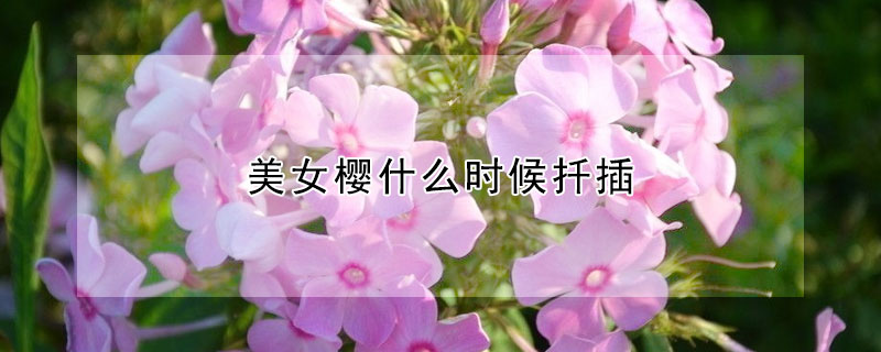 美女樱什么时候扦插（美女樱什么时候播种比较适合）
