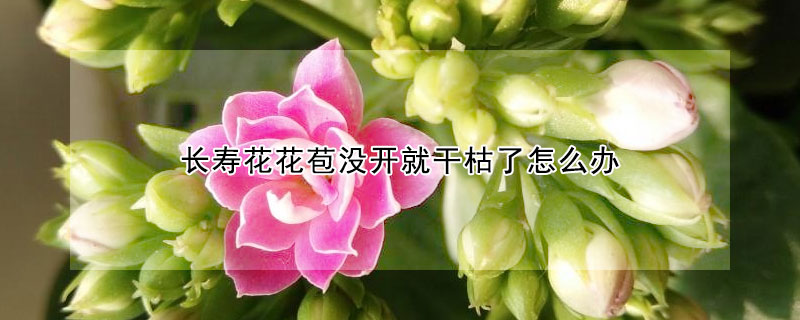 长寿花花苞没开就干枯了怎么办（长寿花花苞没开就蔫了怎么回事）