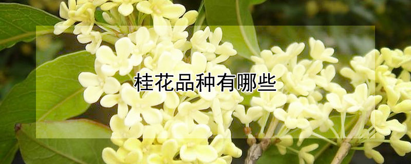 桂花品种有哪些 红桂花好还是黄桂花好 桂花品种有哪些