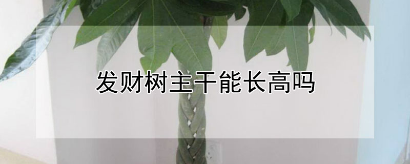 发财树主干能长高吗 发财树主干能长高吗图片