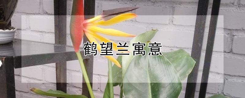 鹤望兰寓意 鹤望兰寓意和象征