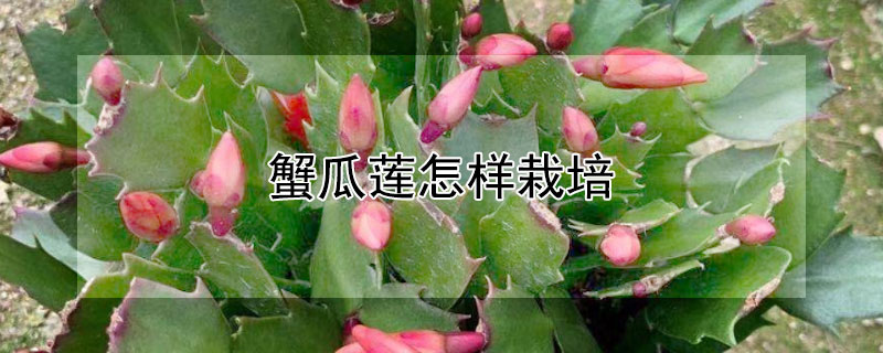 蟹瓜莲怎样栽培（刚买的蟹爪兰怎样栽培才能活）