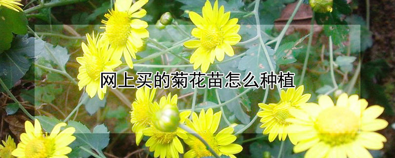 网上买的菊花苗怎么种植（网购的菊花怎么种植）