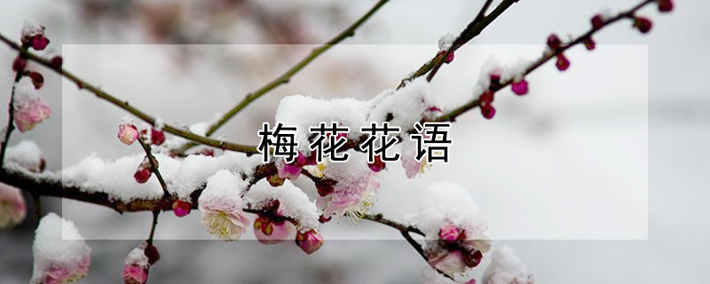 梅花花语 梅花花语象征与寓意