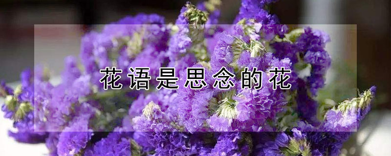 花语是思念的花（花语是思念的花朵）