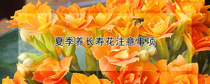 夏季养长寿花注意事项 夏季养长寿花注意事项是什么