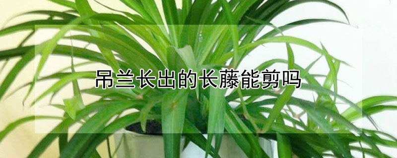 吊兰长出的长藤能剪吗 吊兰长藤子能把它剪掉吗