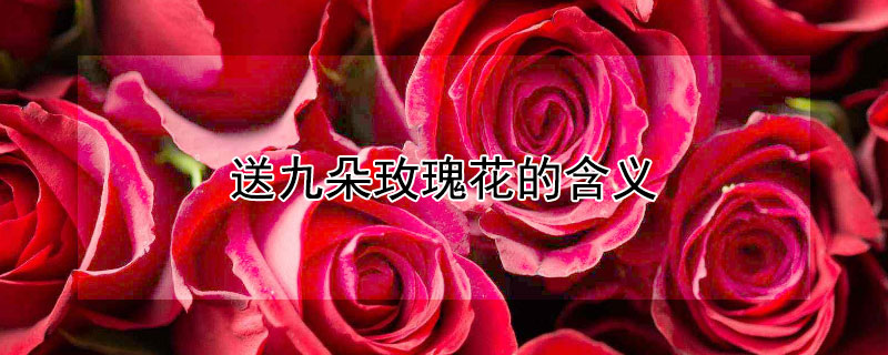 送九朵玫瑰花的含义（9朵玫瑰适合送什么人）