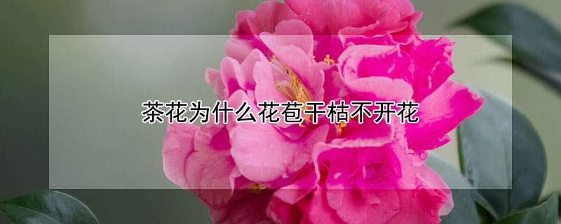 茶花为什么花苞干枯不开花（茶花为什么花苞开不展）