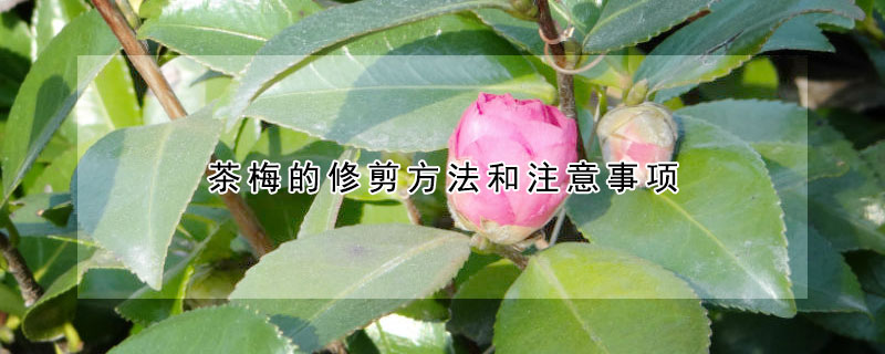 茶梅的修剪方法和注意事项（茶梅修剪时间和方法）