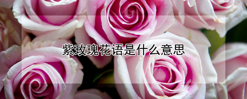 紫玫瑰花语是什么意思（紫玫瑰花语是什么意思 寓意和象征）