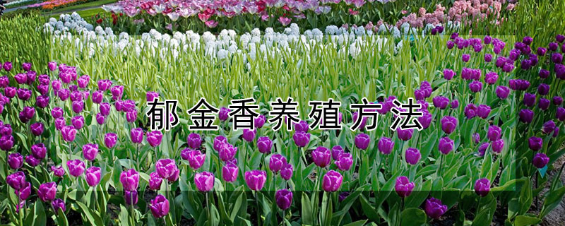 郁金香养殖方法 郁金香养殖方法水培