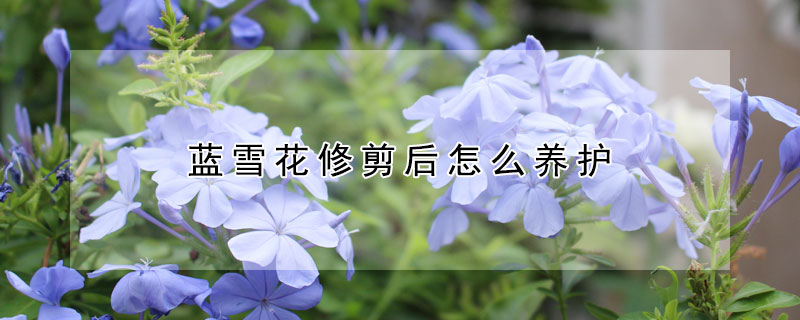 蓝雪花修剪后怎么养护（蓝雪花修剪后怎么养护视频）