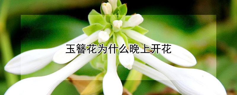 玉簪花为什么晚上开花（玉簪花为什么晚上开花早上闭合）