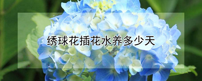 绣球花插花水养多少天 绣球水插能养几天