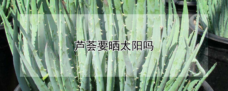 芦荟要晒太阳吗 芦荟要晒太阳吗怎么晒