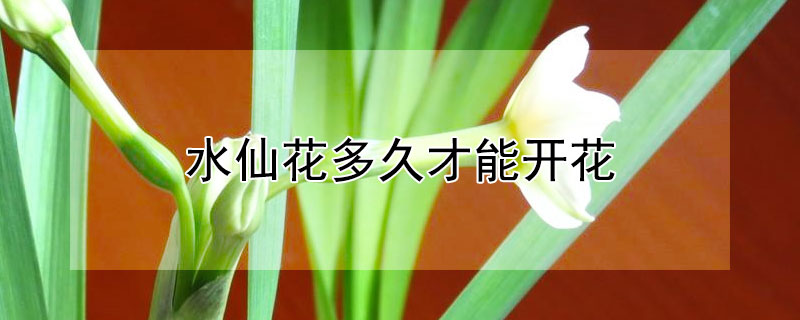 水仙花多久才能开花 水仙花多久才能开花结果