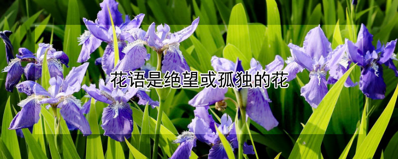 花语是绝望或孤独的花 花语是绝望或孤独的花语是什么